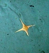 Asteroidae