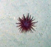 Anthozoa