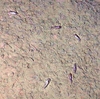 Elpidiidae