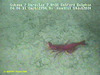 Plesiopenaeus shrimp