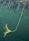Anachalypsicrinus