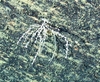 Alcyonacea