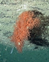 Leiopathes