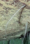 Cnidaria