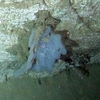 Porifera