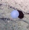 Porifera