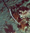 Cnidaria