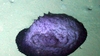 Benthothuria