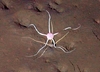 Ophiuroidea