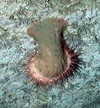 Phelliactis