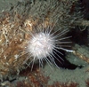 Echinoidea