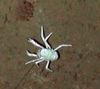 Galatheidae
