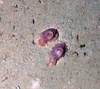 Holothuroidea