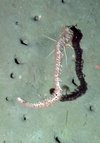 Alcyonacea