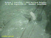 Stalked sponge