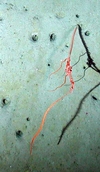 Pennatulacea