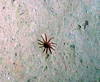 Actinaria