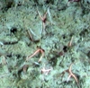 Ophiuroidea