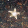 Asteroidae