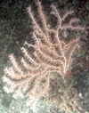 Alcyonacea