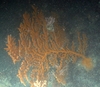 Alcyonacea