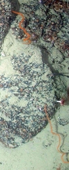 Anthozoa
