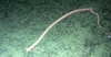 Anthozoa