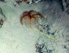 Porphyrocrinus