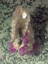 Porifera