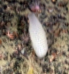 Porifera