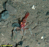 Prawn (coldwater)