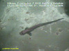 Benthic fish