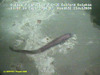 Benthic fish