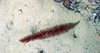 Anthozoa