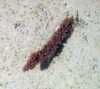 Anthozoa
