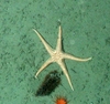 Asteroidae