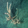 Isididae