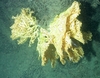 Stylasteridae