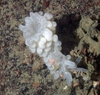 Porifera