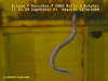 Longnosed eel