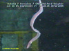 Longnosed eel