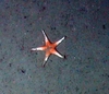 Asteroidae