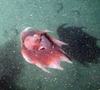 Octopod
