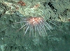 Echinus