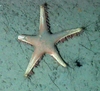 Astropectinidae