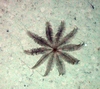 Atelecrinidae