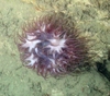 Actinernus michaelsarsi