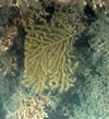 Acanthogorgia
