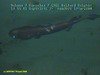 Shortnose velvet dogfish