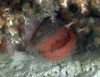 Bivalvia